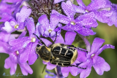 Bee like Flower Scarab Beetle 2025